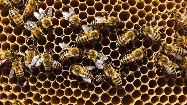 Animations pédagogiques sur les abeilles : les activités à organiser autour de la ruche